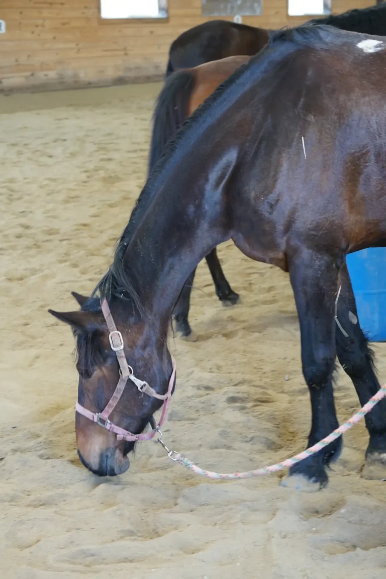 Dark bay horse grazing in the indoor arena during Nashoba Springs equine therapy