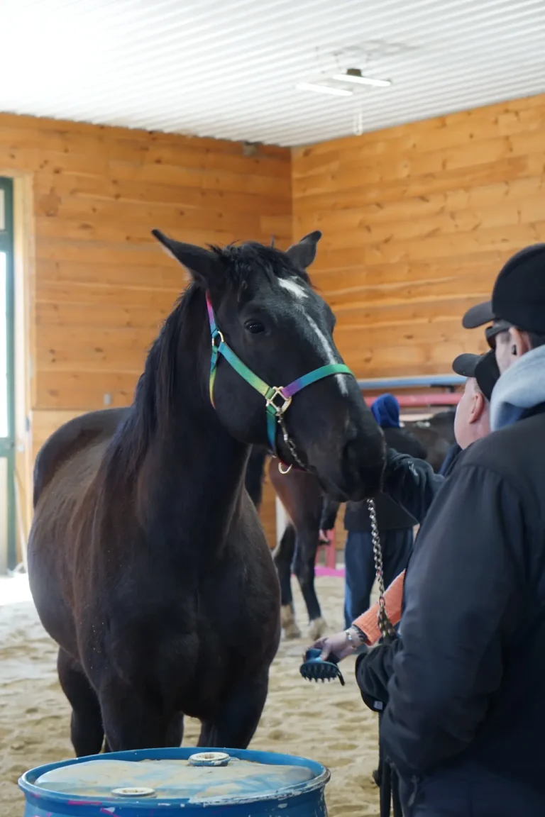 Dark horse with a green halter in the arena at Nashoba Springs equine therapy