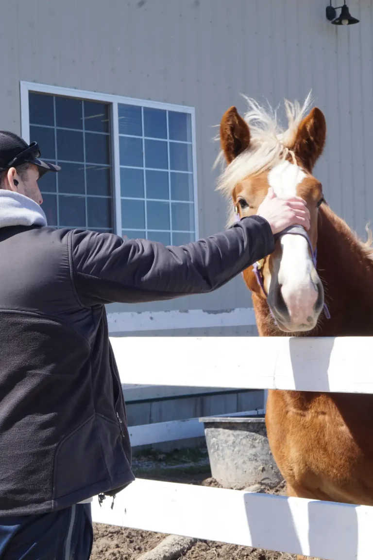 Man reaching over a fence to a pale horse at Nashoba Springs equine therapy