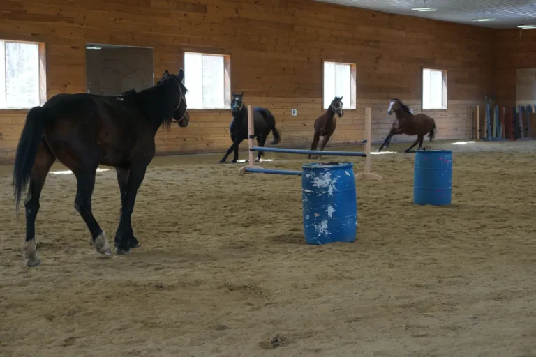 Horses moving freely around the indoor arena at Nashoba Springs equine therapy