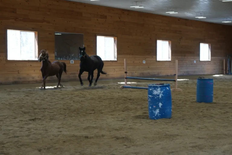 Two horses in the arena among barrels and poles at Nashoba Springs equine therapy